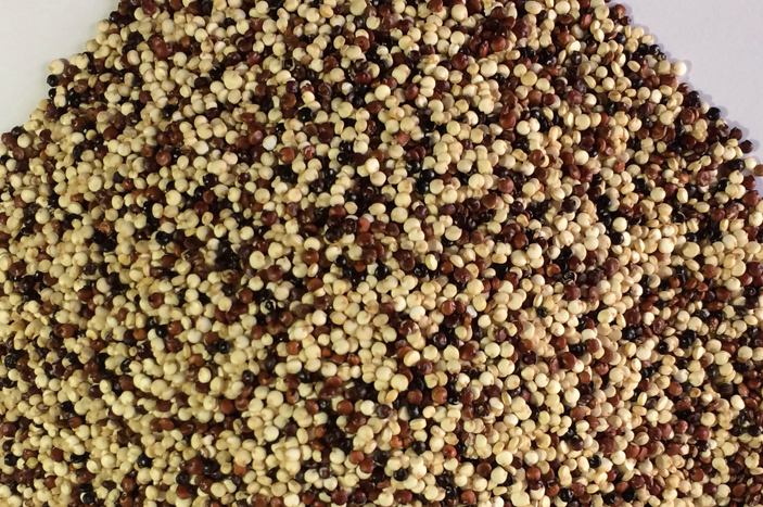 quinoa_tricolor